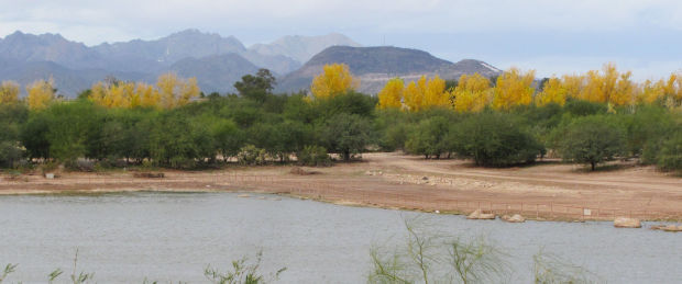 Autumn color in winter