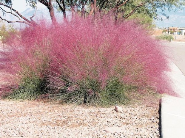 Ornamental grasses: For cover and color  