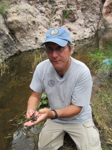 Tarahumara frogs released in wild