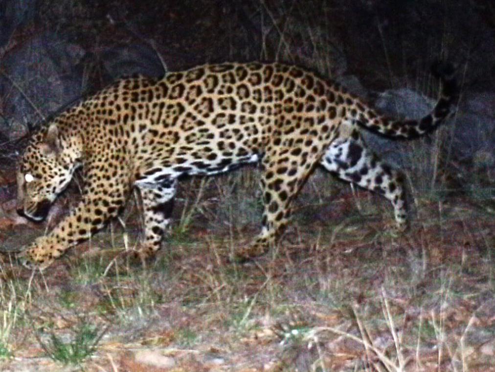 Video Of Chiricahua Jaguar Sombra Released By Environmental Group Local News Tucson Com