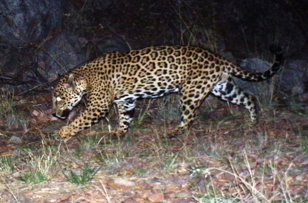 Male jaguar