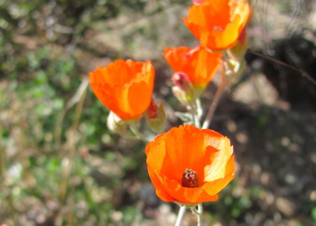 Gates Pass globemallow