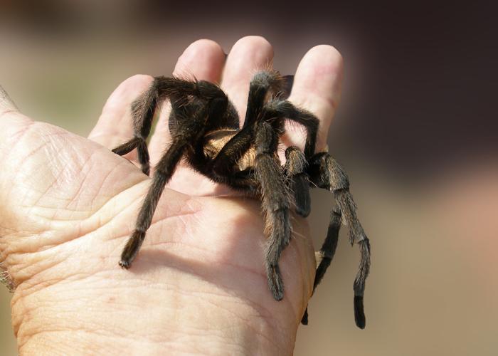 Tarantula-on-Hand.jpg