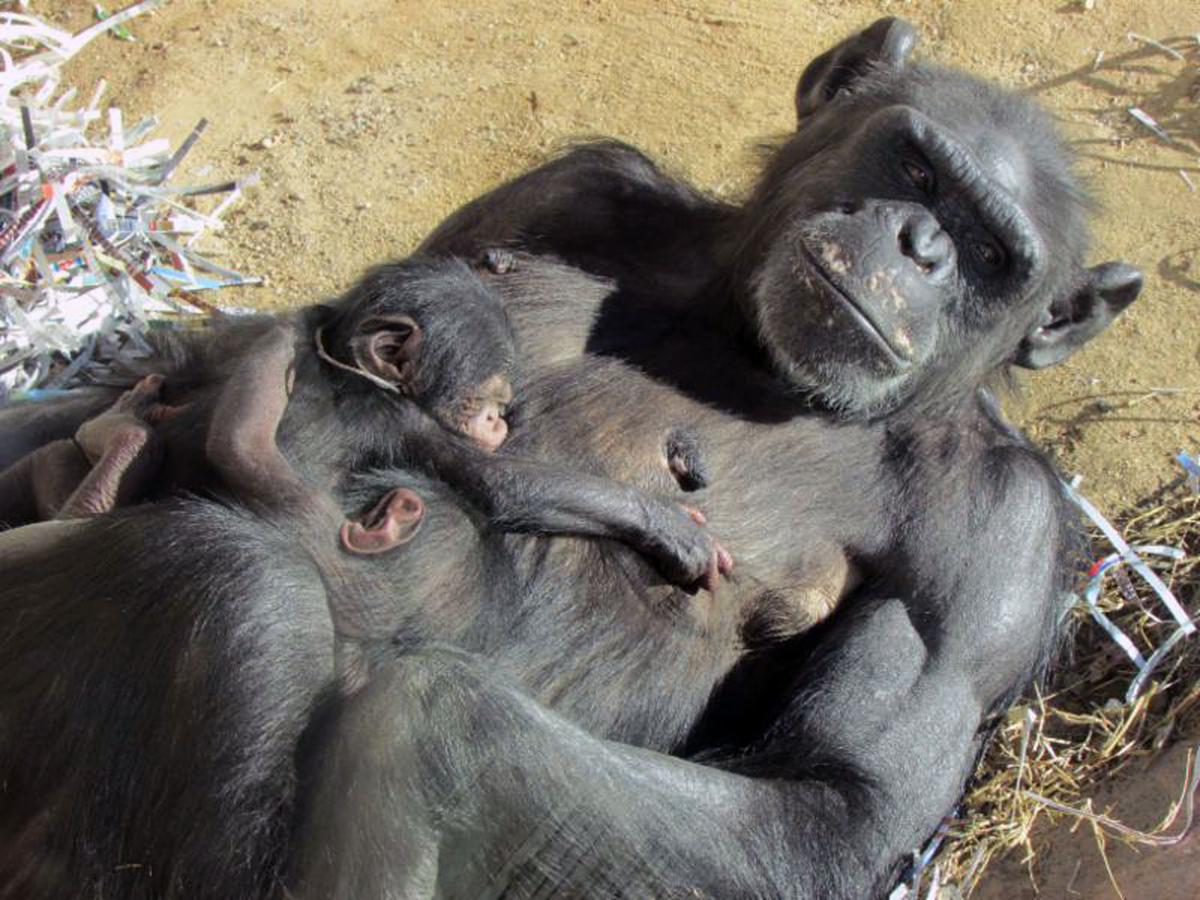 Baby zoo animals