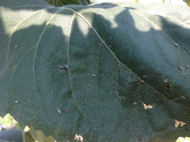 Garden Sage: Lace bugs