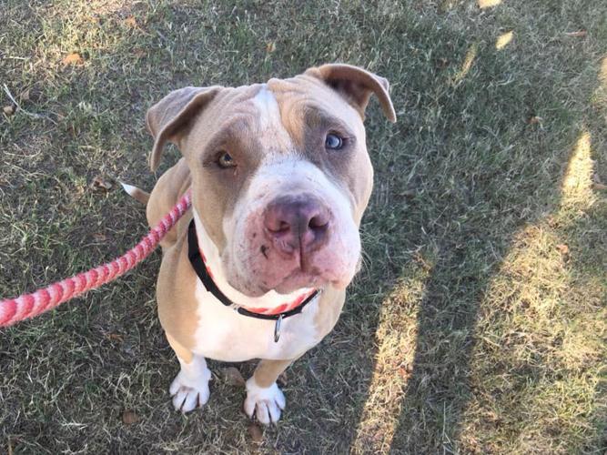 Adopt a friend: Gravy