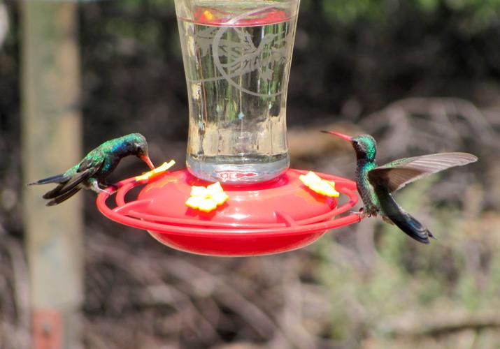 Two hummingbirds