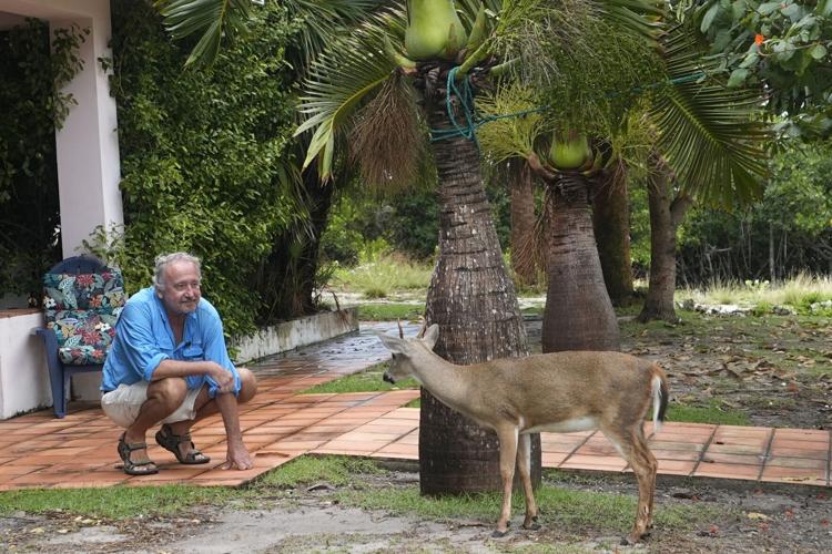 Climate Florida Key Deer