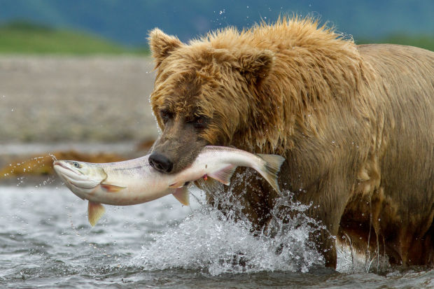 'Bears'