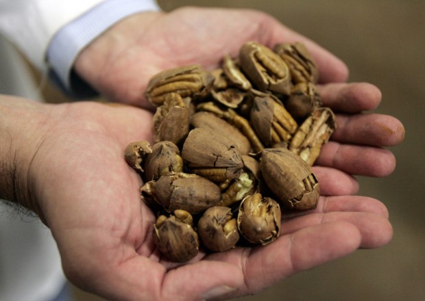 China's appetite aids Sahuarita pecan firm   