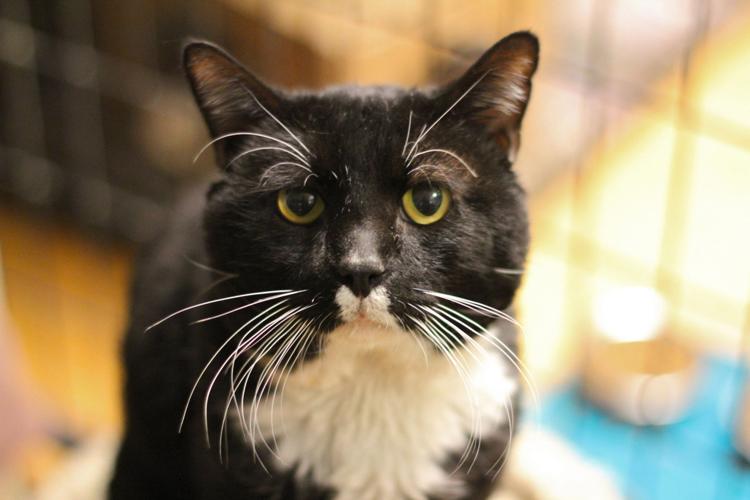 Adopt A Friend: Tuxedo