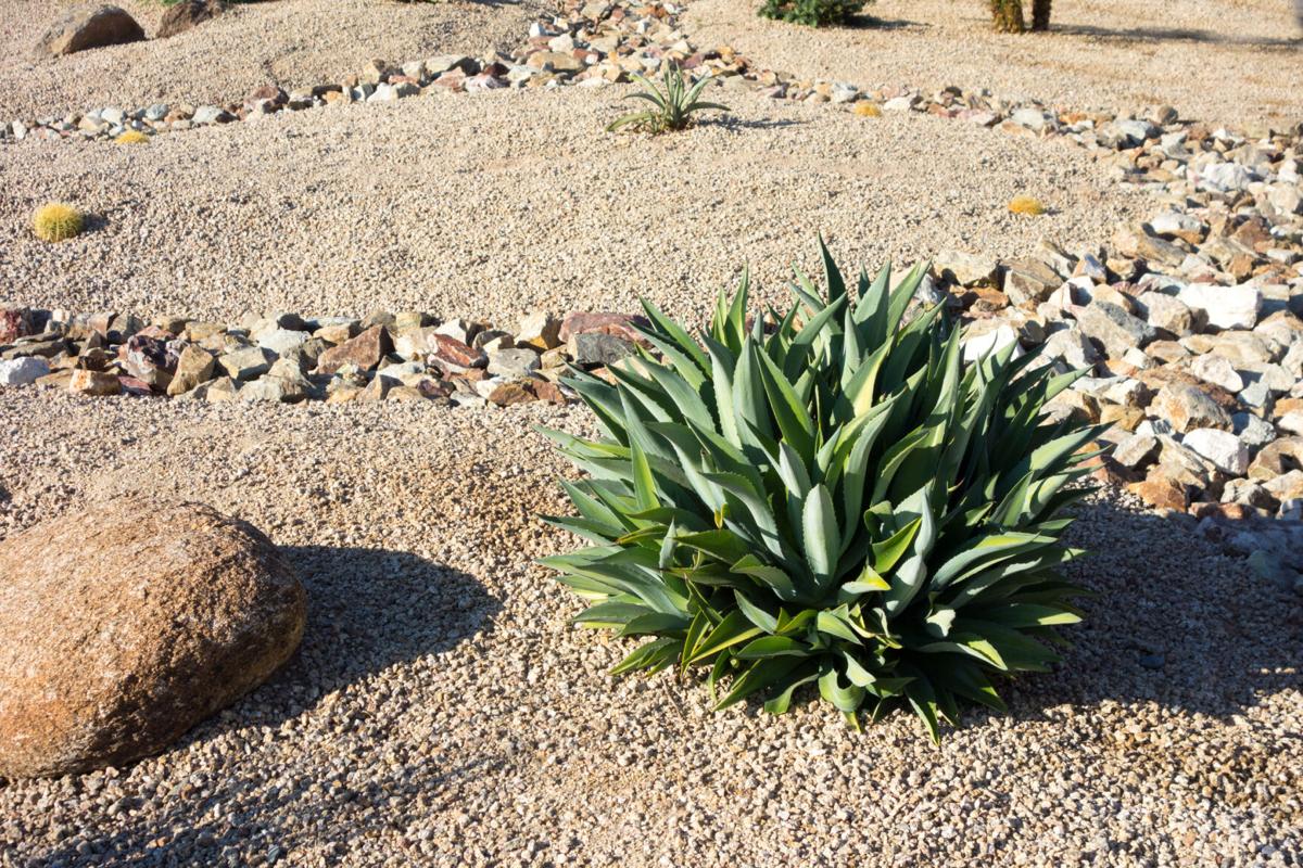 Xeriscaping