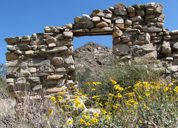 Southwest wildflowers