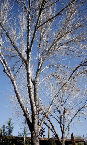 Woodpeckers could be a problem