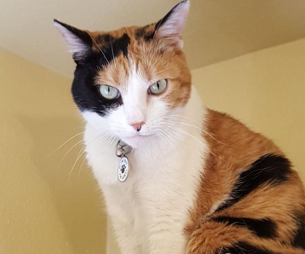 Adopt a friend: Bebe