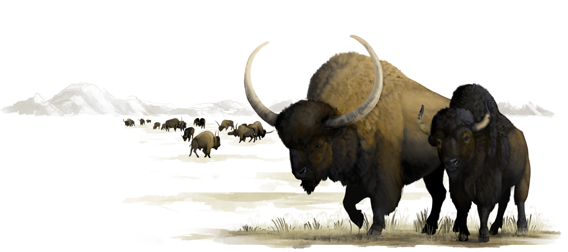 Bison antiquus,