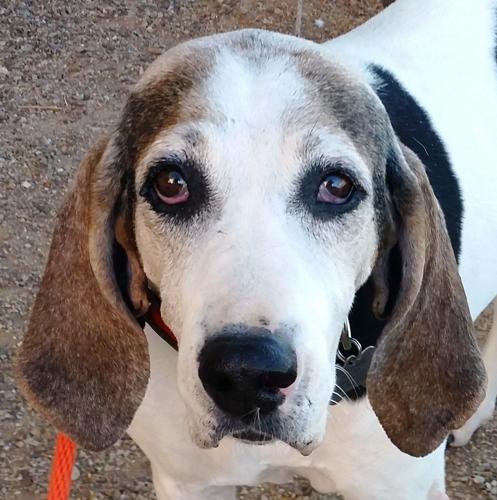 Adopt A Friend: Autumn