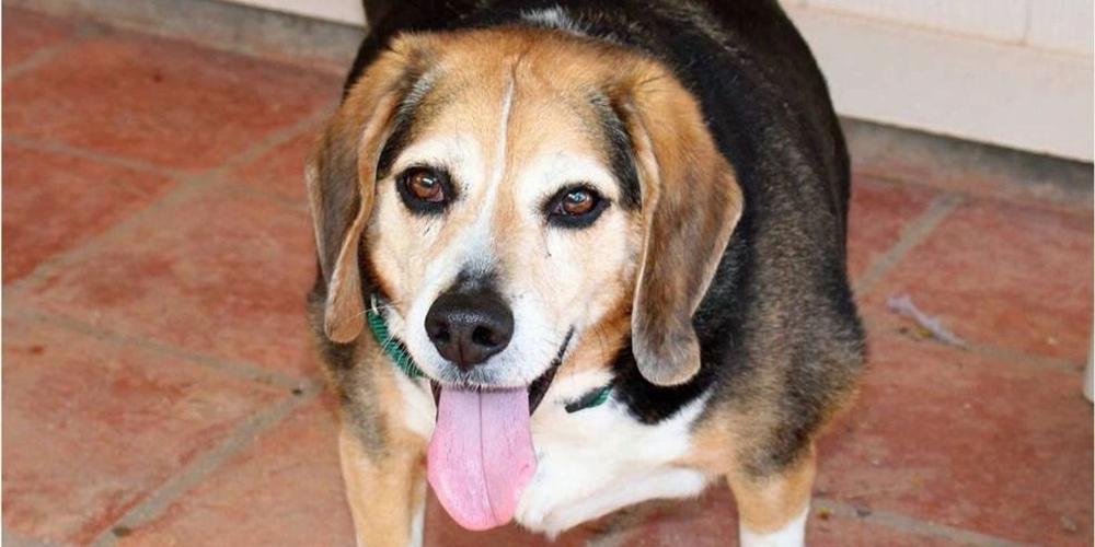 Adopt a friend: Otis