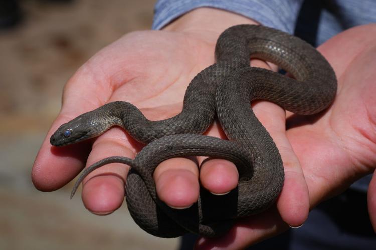 Gartersnakes released in Arizona's Canyon Creek