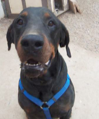 030614-cal-pets-p3