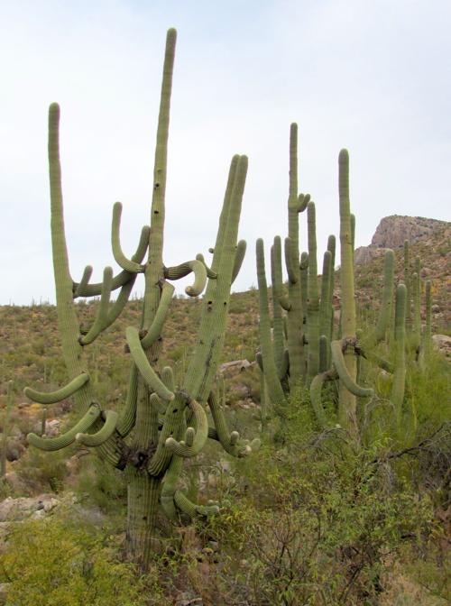 Tangle of saguaro limbs