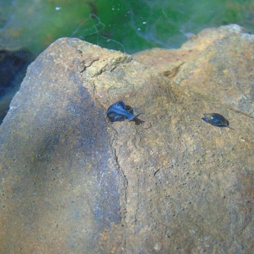 Beyond the Surface: Life Inside a Spring