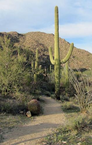Tortolita trails lead to scenic wonders    