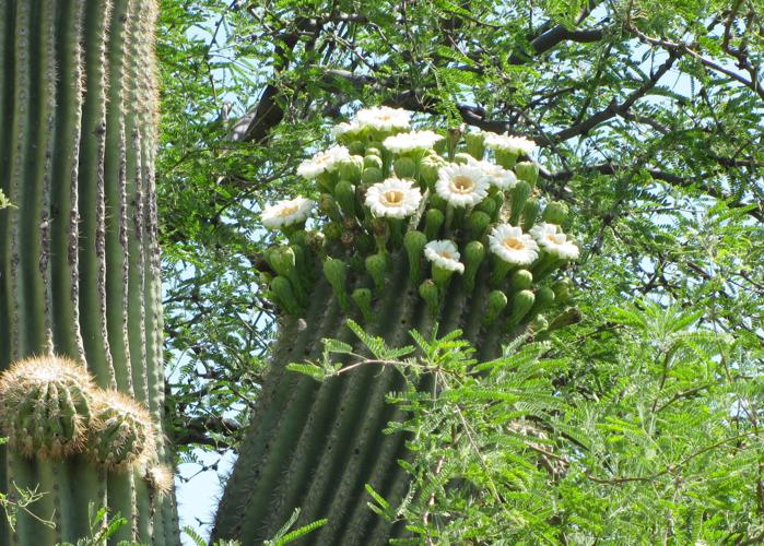 Saguaro blooms