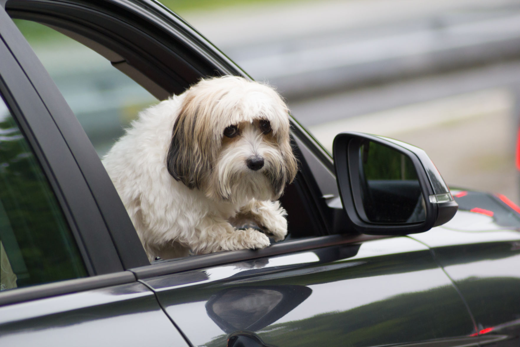 Help dog get outlet into car