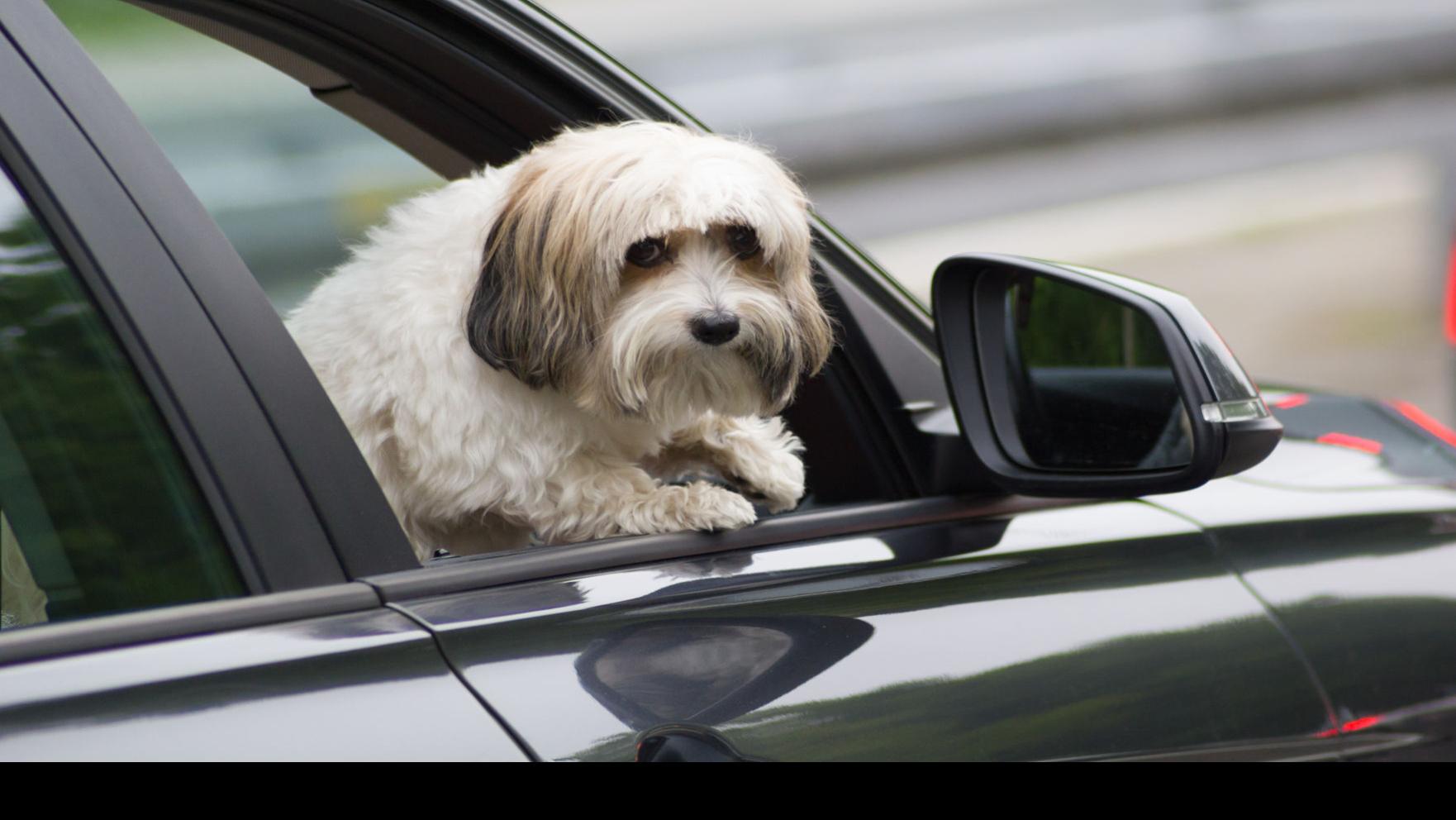 My Pet World Dog Won T Get Into The Car What Do I Do Pets Tucson Com