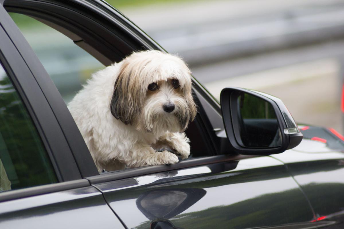 My Pet World: Dog won't get into the car. What do I do?
