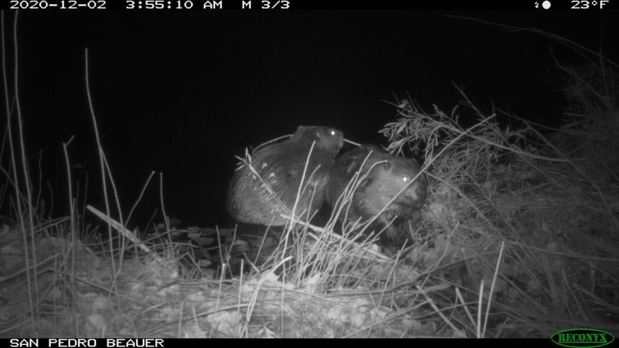 beaver cam 2