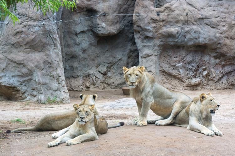 African lions