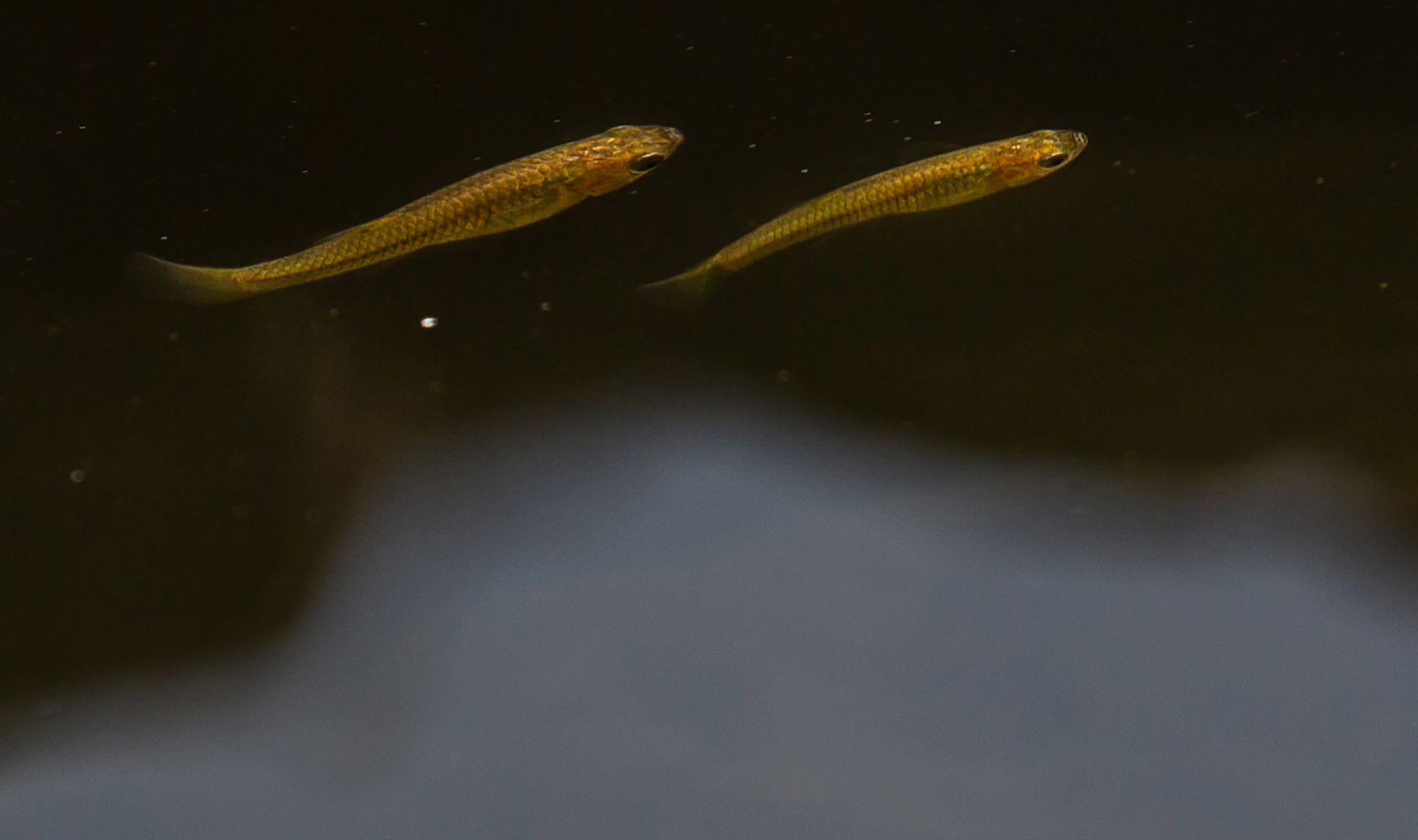 Endangered fish headed for Santa Cruz River in downtown Tucson