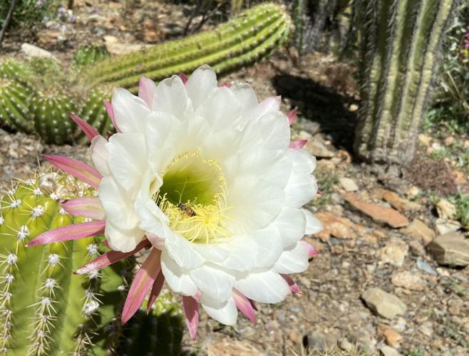 Cactus blooms