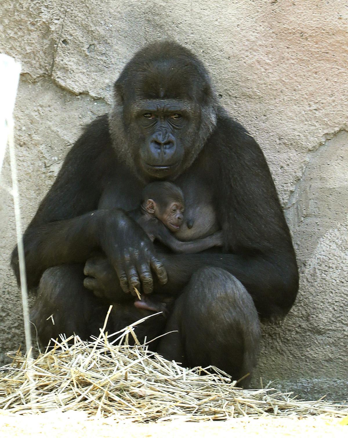 Baby zoo animals