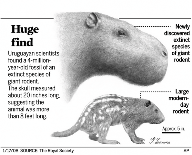 Um rato gigante com mais de 2000 quilos  Prehistoric animals, Extinct  animals, Prehistoric wildlife
