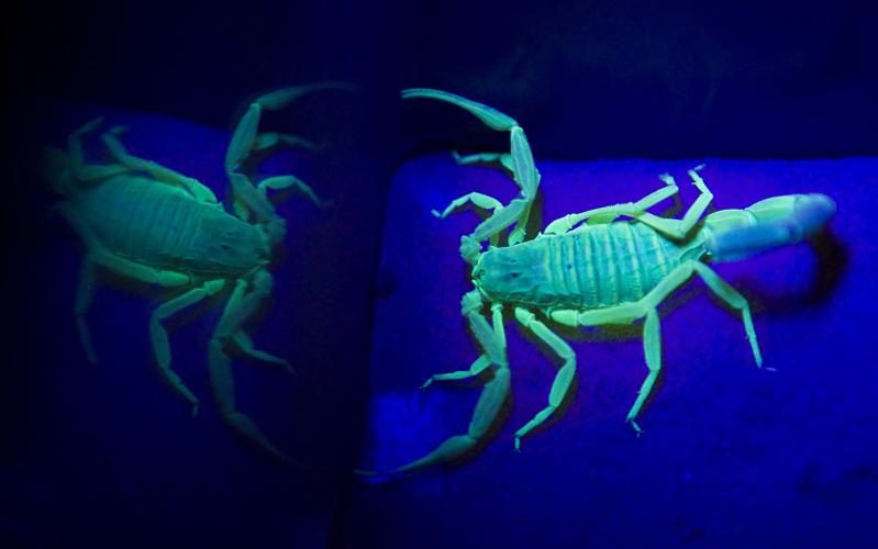 Friday, August 18 — Throw some punches, glow in the dark