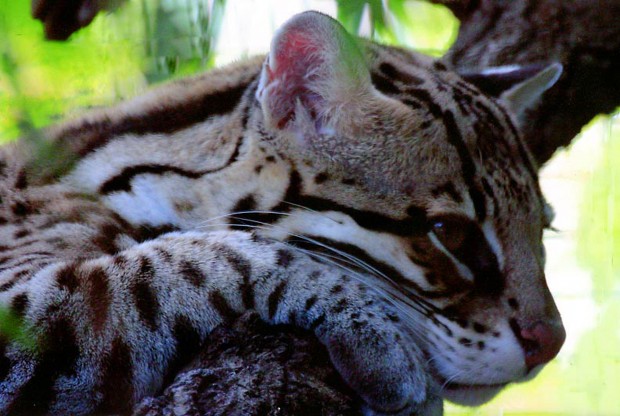 There's plenty to learn about Sky Island cats   