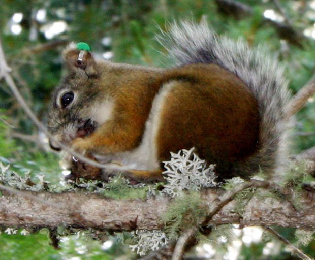 Red squirrel