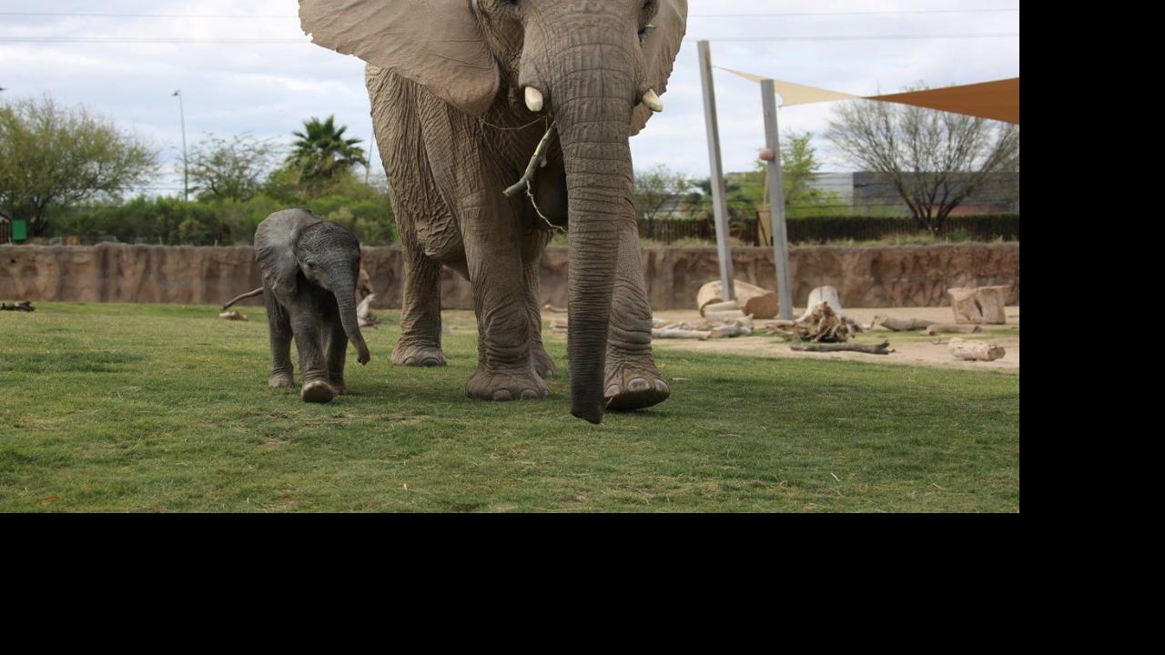 Help pick a name for Reid Park Zoo's baby elephant (plus look at