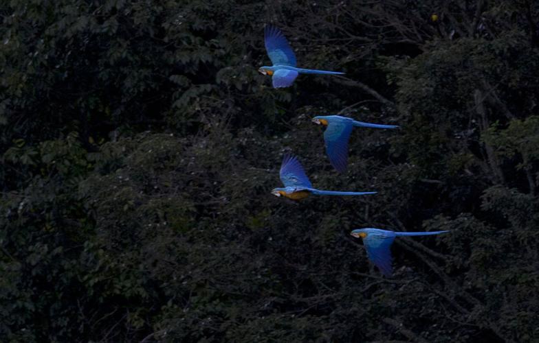 VENEZUELA-GUACAMAYAS