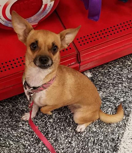 Adopt A Friend: Bella