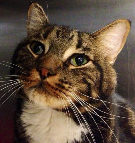 Pima Animal Care Center