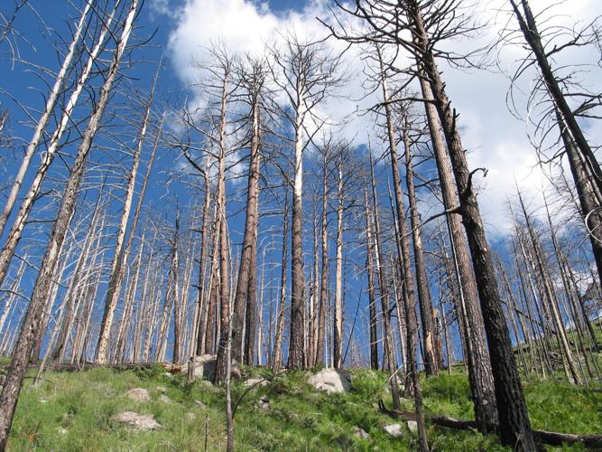 Trails on the eastern slopes of the Santa Catalina Mountains