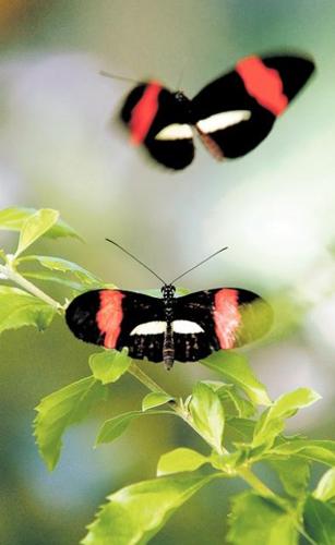 Exhibit at Tucson Botanical Gardens features hundreds of tropical butterflies  