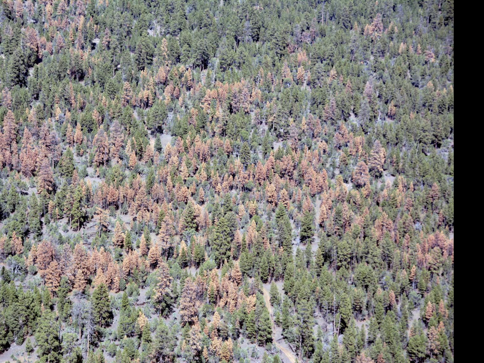 Aerial Surveys Show Dead Trees In Arizona New Mexico Arizona