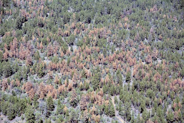 Forests-Dead Trees