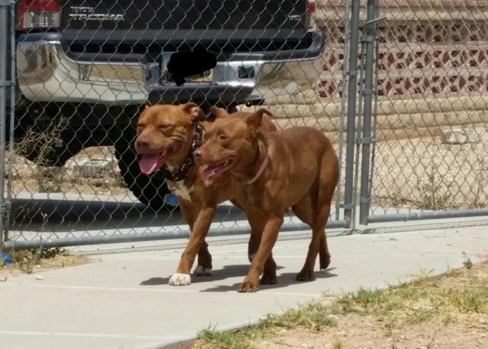 Adopt Love. Adopt Local. With Daisy.