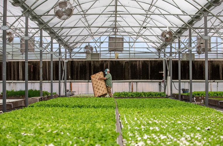 Merchant's Garden, Tucson